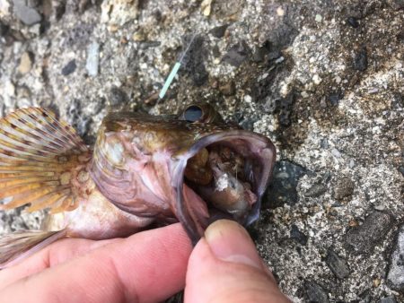 ちっちゃいけど良く釣れるよ！